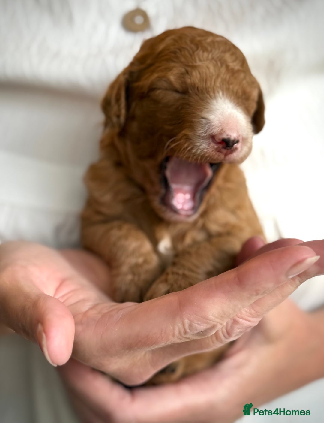 Mixed Breed dogs for sale: Health Tested miniature Goldendoodles  - Image 25