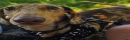 Dachshund dogs for stud: Dapple dachshund for stud in Croydon - Advert 1