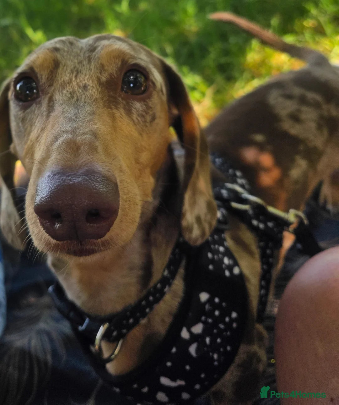 Dachshund dogs for stud: Dapple dachshund for stud in Croydon - Advert 1