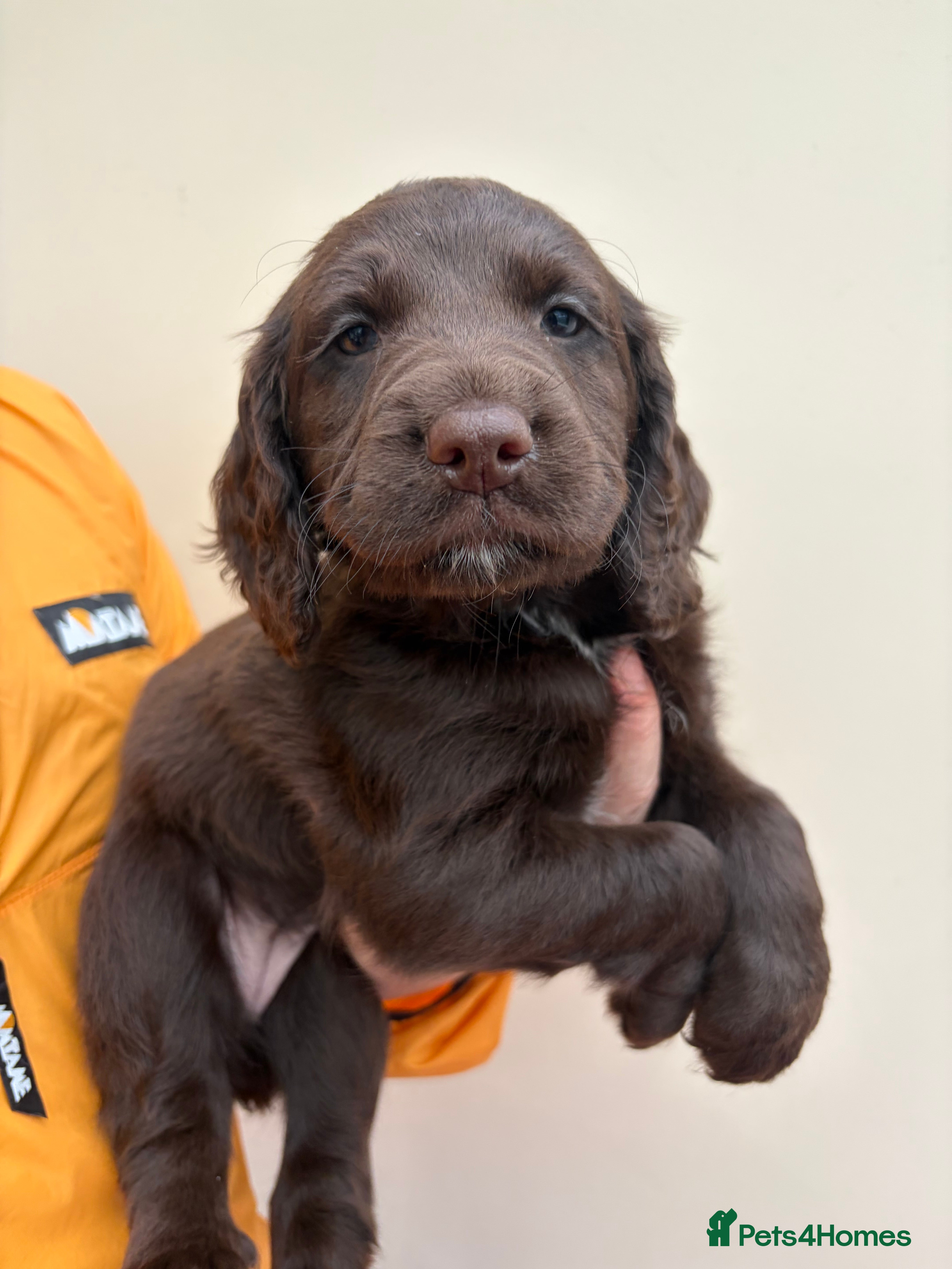 Sprocker dogs Sprocker Spaniel Puppies for sale  - Advert 4