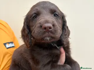 Sprocker dogs Sprocker Spaniel Puppies for sale - Advert 4