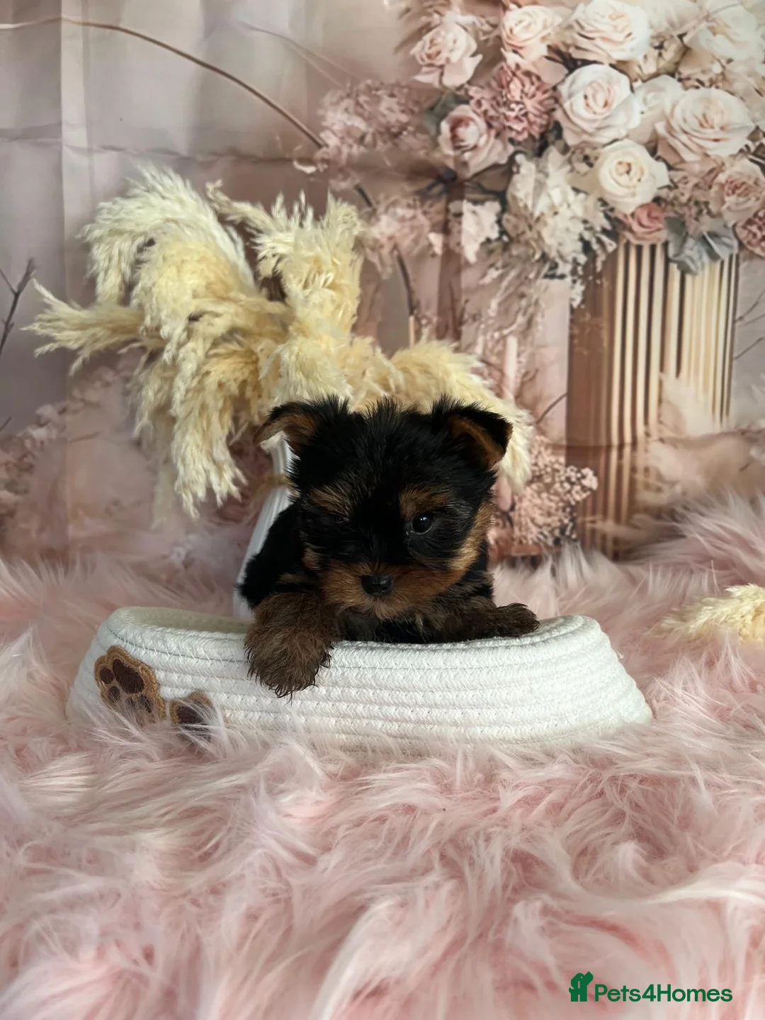 Yorkshire Terrier dogs for sale: Left one beautiful boy❤️ - Advert 16