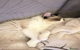 Ragdoll cats for sale: 2 boy Ragdoll’s father and son  - Image 4