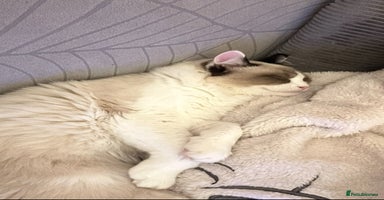 Ragdoll cats - Advert 1