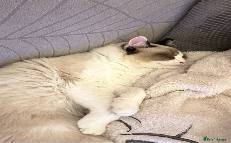 Ragdoll cats - Advert 5