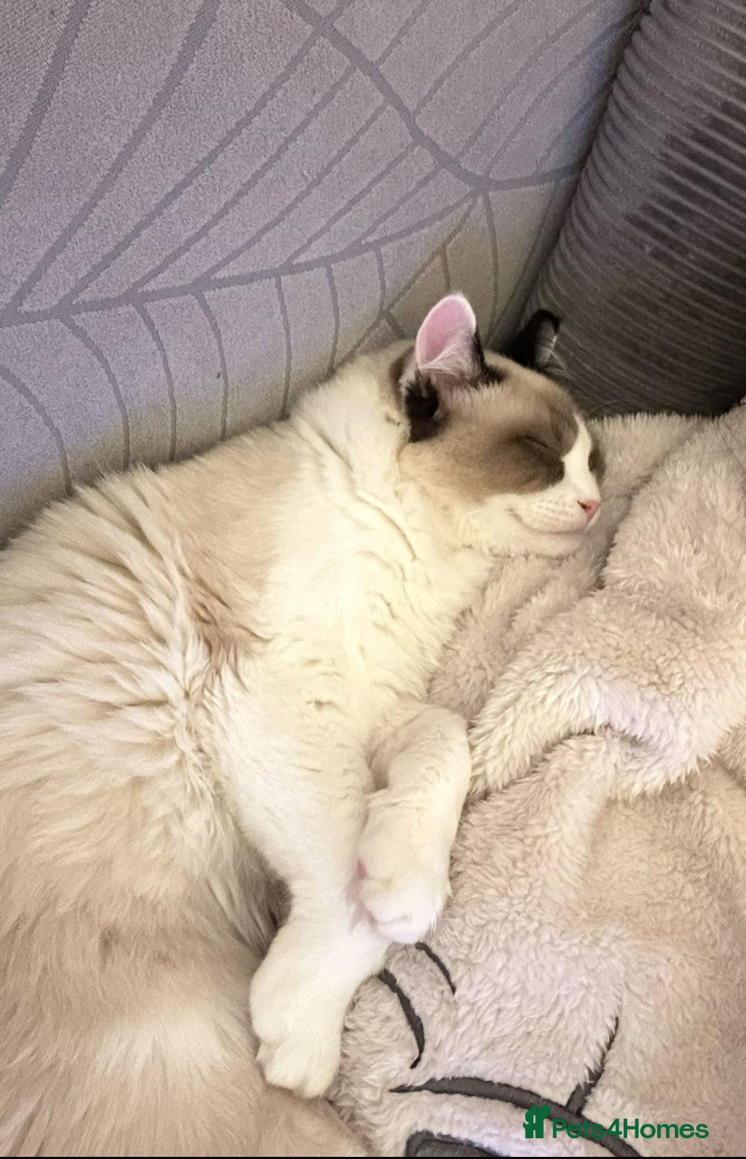 Ragdoll cats for sale: 2 boy Ragdoll’s father and son  - Image 4