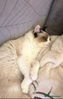 Ragdoll cats - Advert 8