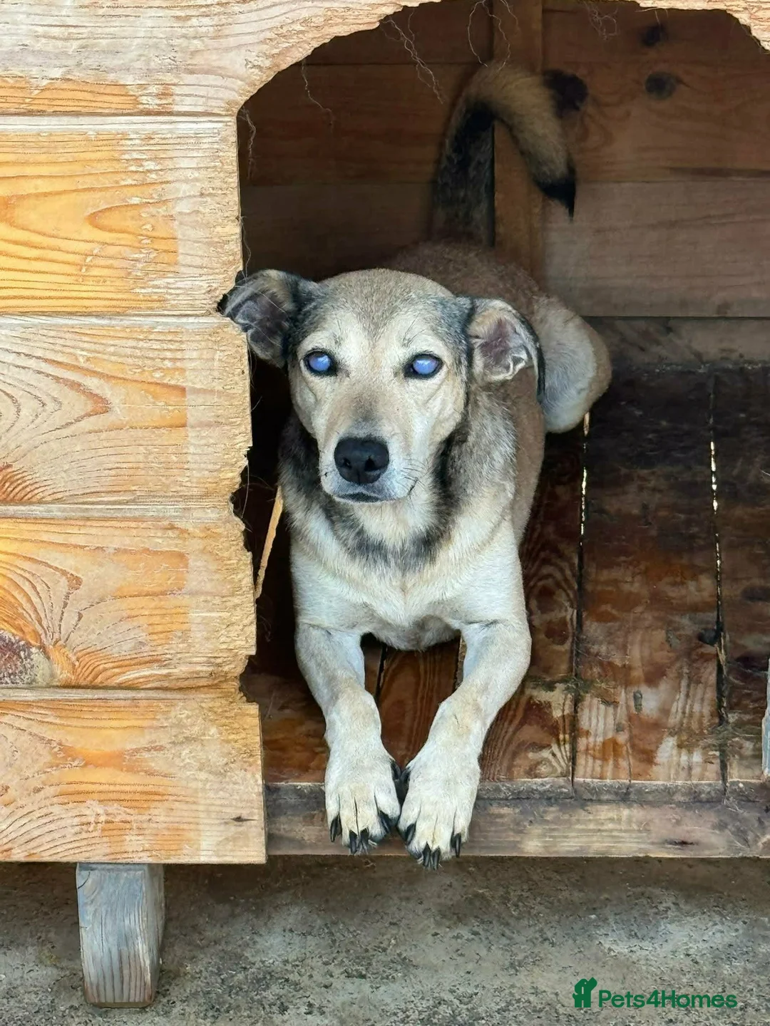 Mixed Breed dogs for adoption: Sunny - Advert 2