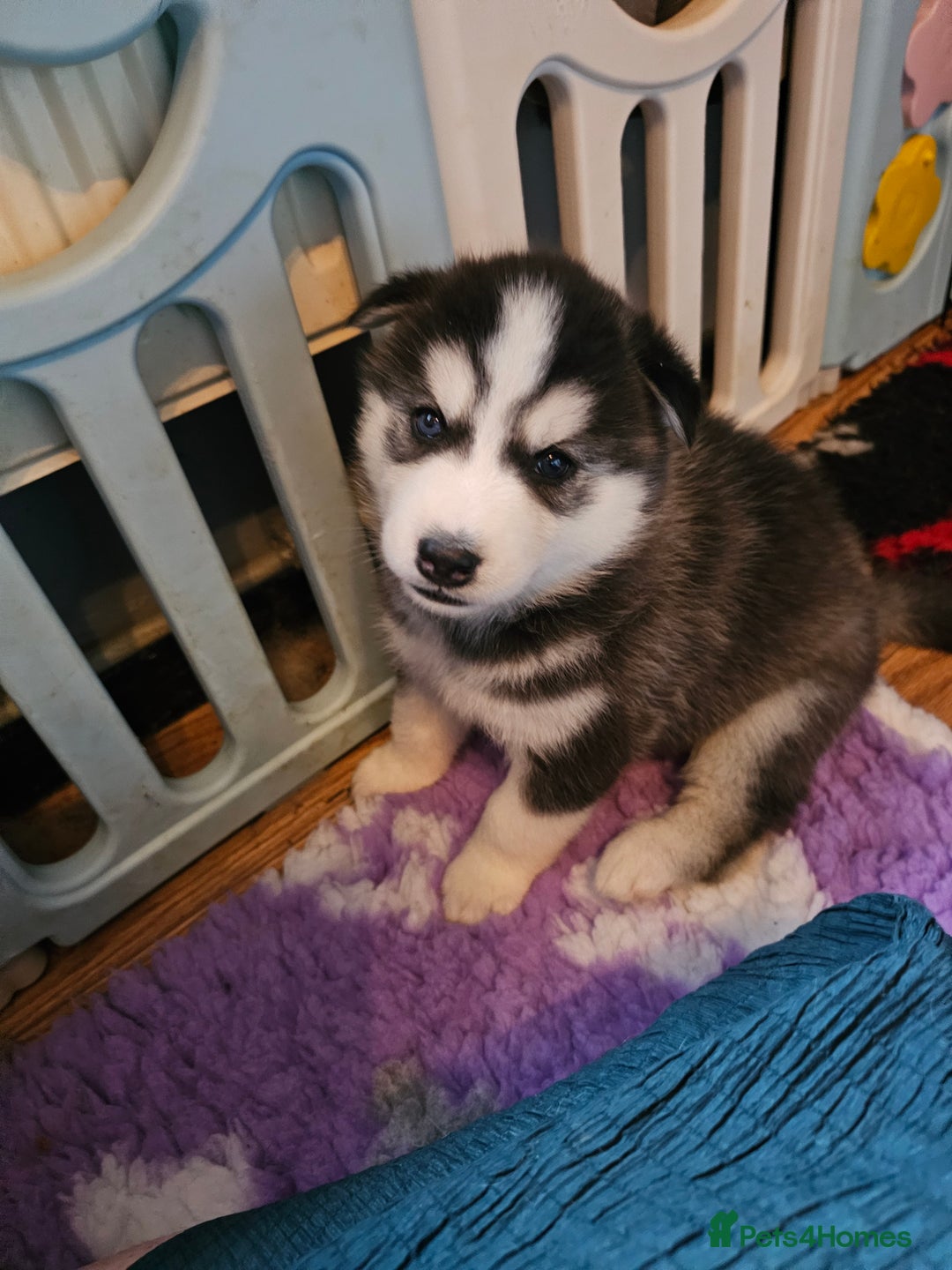 Siberian Husky dogs for sale: 5 beautiful siberian husky fur babies - Advert 20