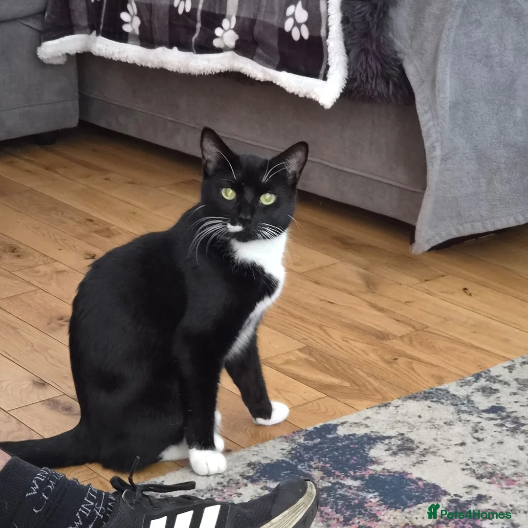 Mixed Breed cats for sale: Three kittens for sale  - Advert 1