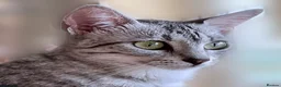 Egyptian Mau cats for sale: Delightful Egyptian Mau looks for family home - Advert 8