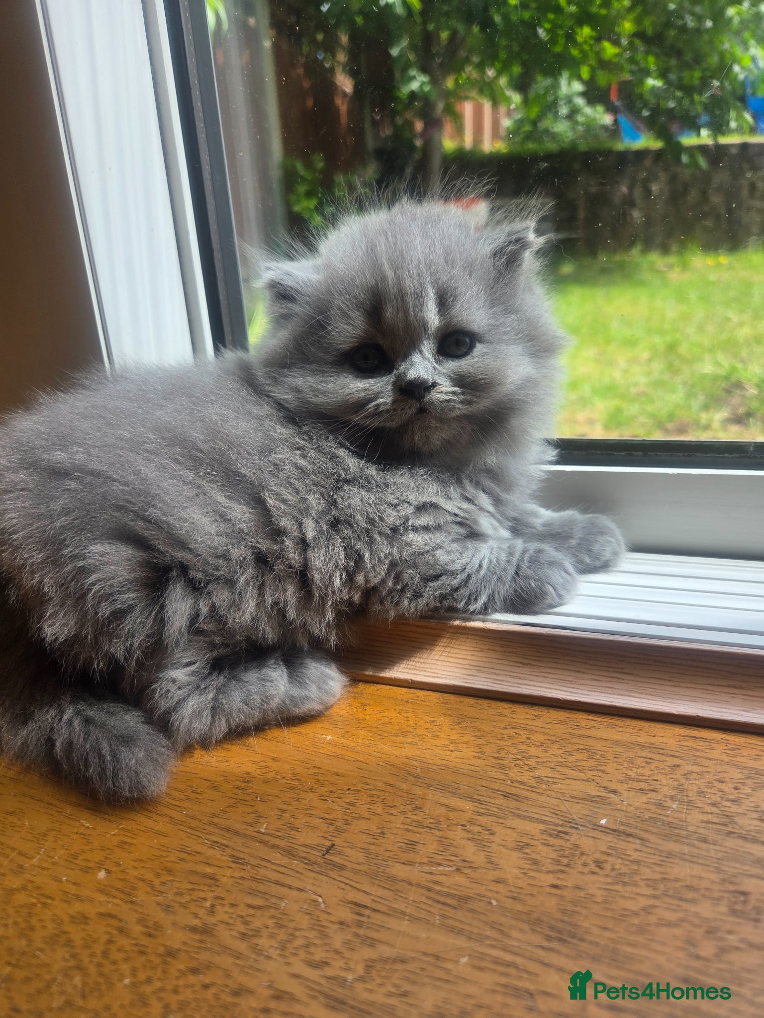 British Longhair cats for sale: Kittens blue boys and girl  in Nottingham - Advert 22