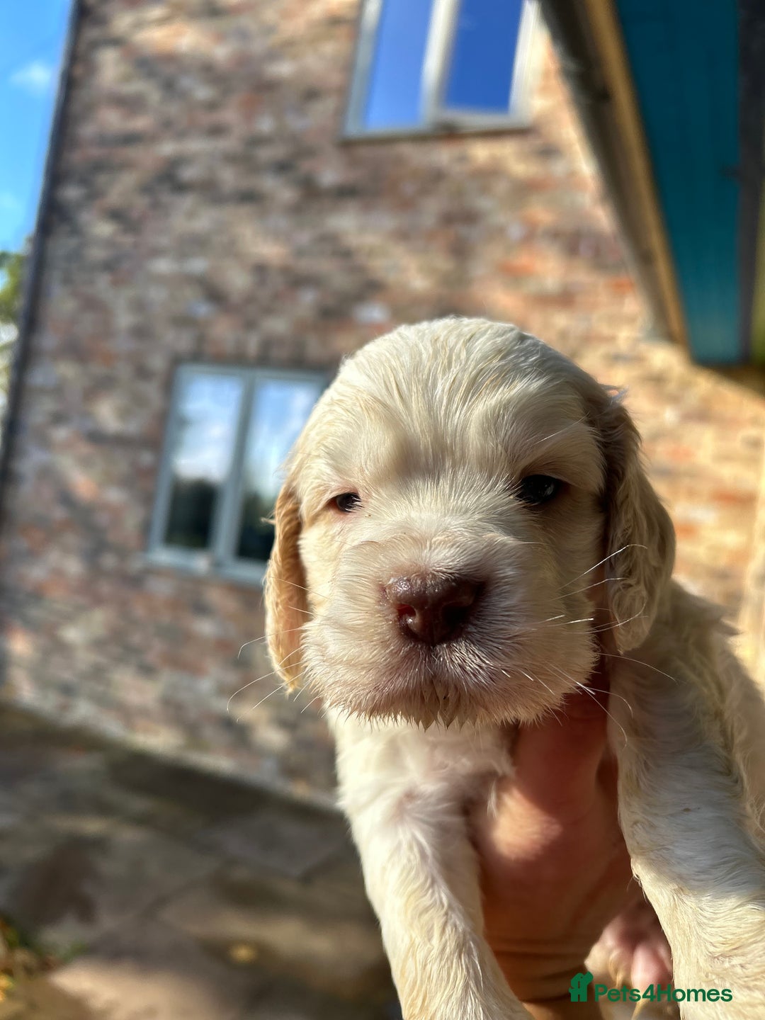Clumber Spaniel dogs for sale: Clumber spaniel Puppies For Sale COI 6.4% - Advert 6