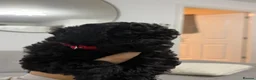 Cockapoo dogs for sale: Little black cockapoo girl  - Advert 6