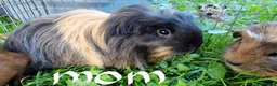 Guinea Pig rodents for sale: California x male 6m and baby boy - Advert 15