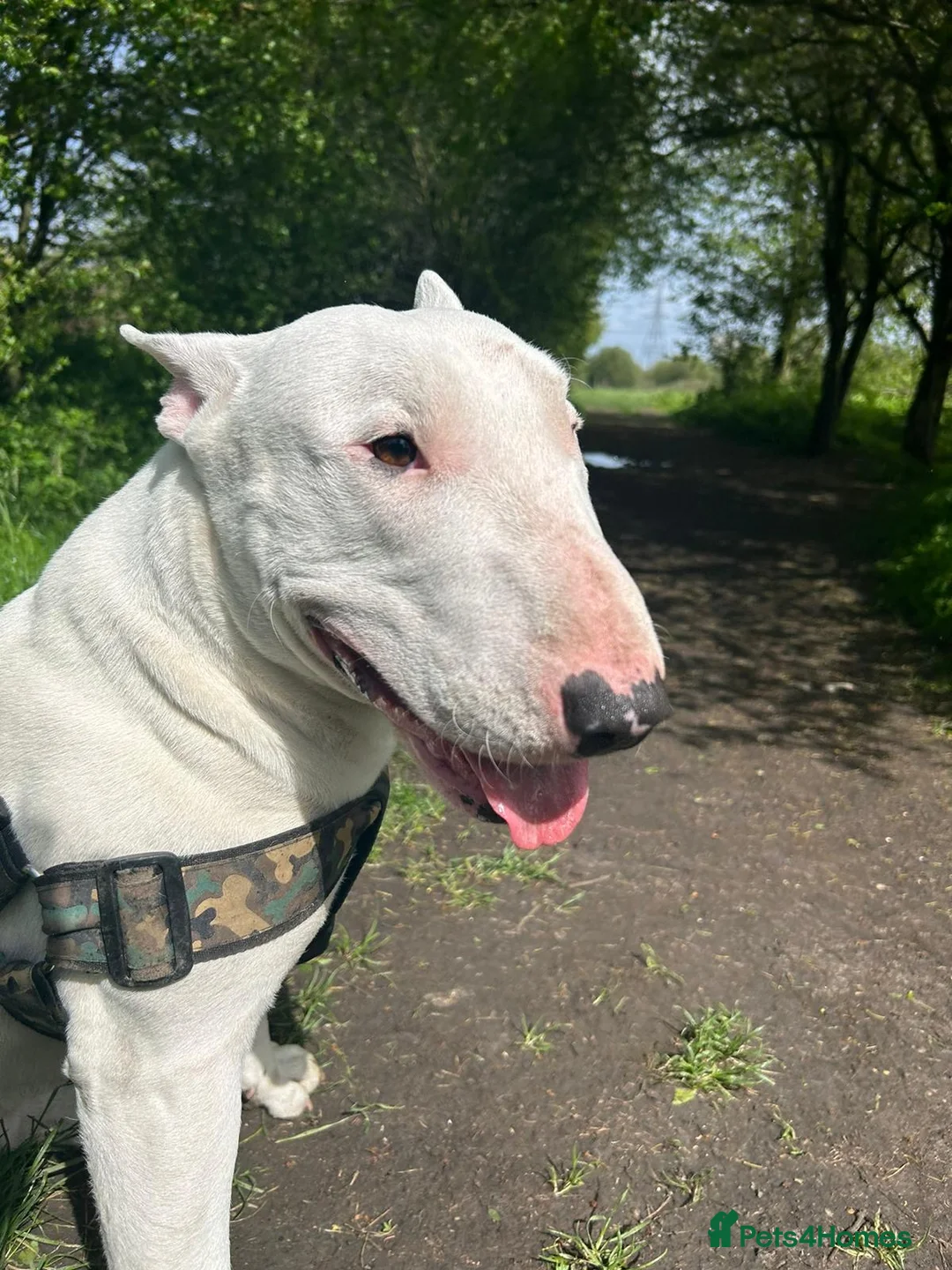 English Bull Terrier dogs for sale: Jayko KC Registered English Bull Terrier - Advert 5