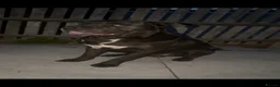 Cane Corso dogs for stud: PROVEN CANE CORSO STUD  - Advert 4