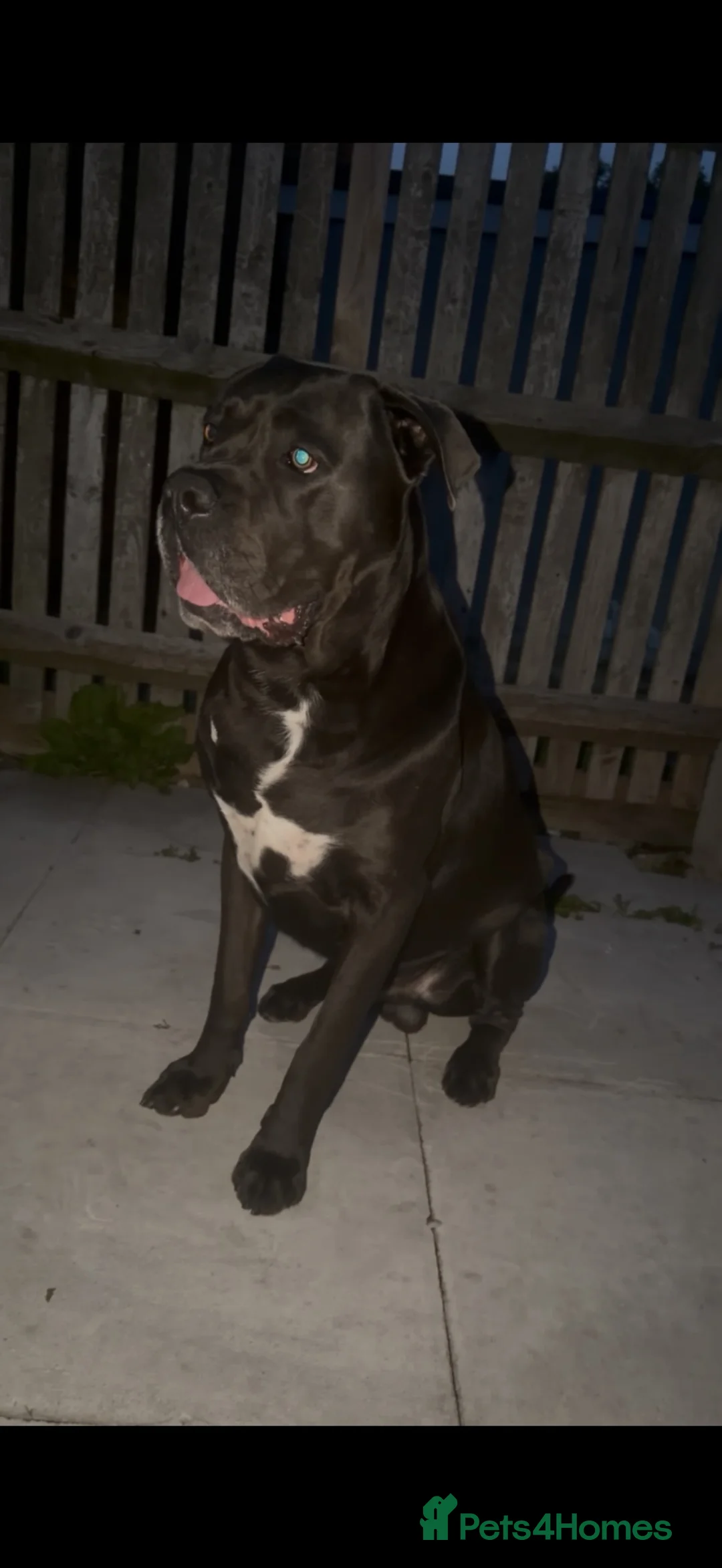 Cane Corso dogs for stud: PROVEN CANE CORSO STUD  - Advert 4