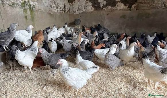 Chickens poultry Point of Lay Light Sussex & Needwood Magpie Hens - Advert 2