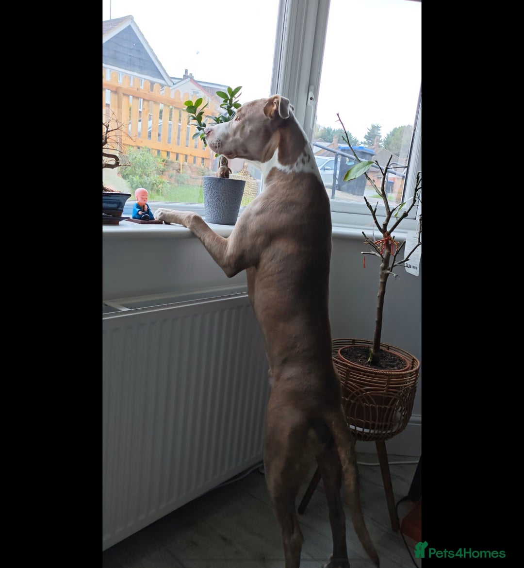 Mixed Breed dogs for sale: Staffordshire bull terrier X lurcher cross - Advert 4