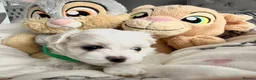 Maltese dogs for sale: GORGEOUS KOREAN MALTESE PUPPIES - Advert 21