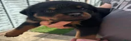 Rottweiler dogs for sale: Territory-Smart Tails & Watchful Souls-Rottweilers in Northampton - Advert 6