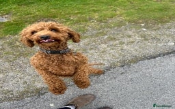 Cavapoo dogs for sale: Cavapoo Puppies for Sale - Image 9
