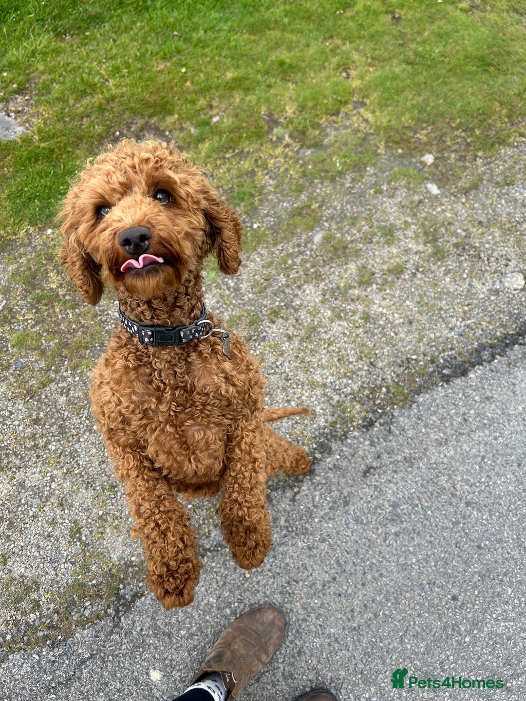 Cavapoo dogs for sale: Cavapoo Puppies for Sale - Image 9
