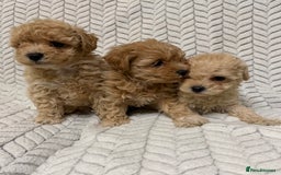 Mixed Breed dogs for sale: 🐾🐾 F1 Bb Maltipoo Puppies Boys and Girls 🐾🐾 - Image 6