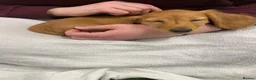 Miniature Dachshund dogs for sale: READYNOW KC cream L/H Health tested Mini Dachshund - Advert 5