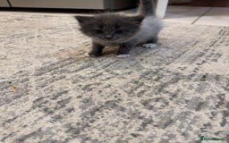 British Shorthair cats for sale: Beautiful cats  - Image 7