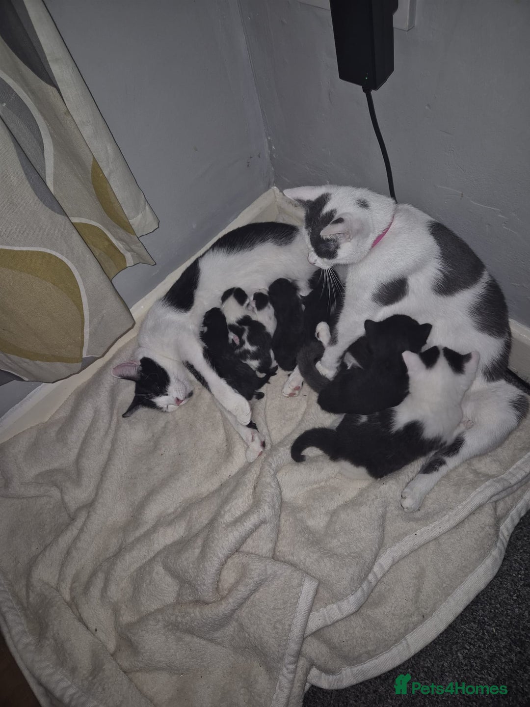 Mixed Breed cats for sale: Playful kittens looking for their furever homes  - Advert 8