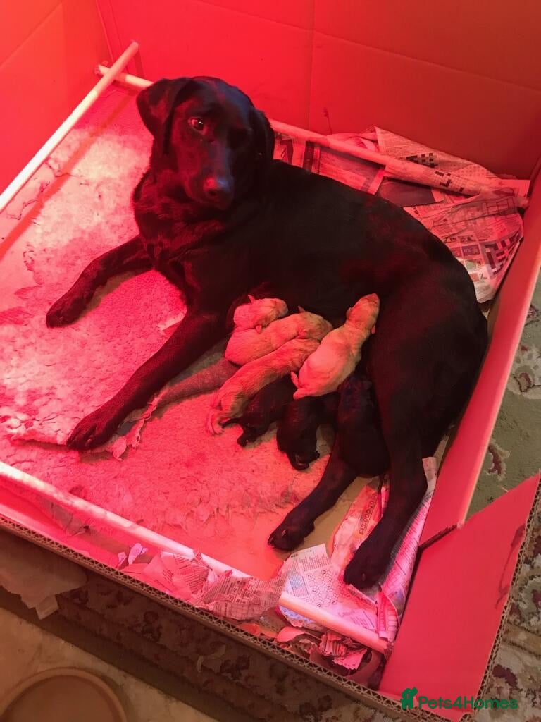 Labrador Retriever dogs for sale: Stunning Labrador pups for sale - Advert 1