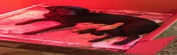 Labrador Retriever dogs for sale: Stunning Labrador pups for sale in Llangollen - Advert 1