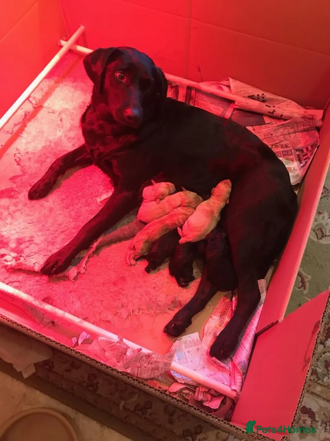 Labrador Retriever dogs for sale: Stunning Labrador pups for sale in Llangollen - Advert 1