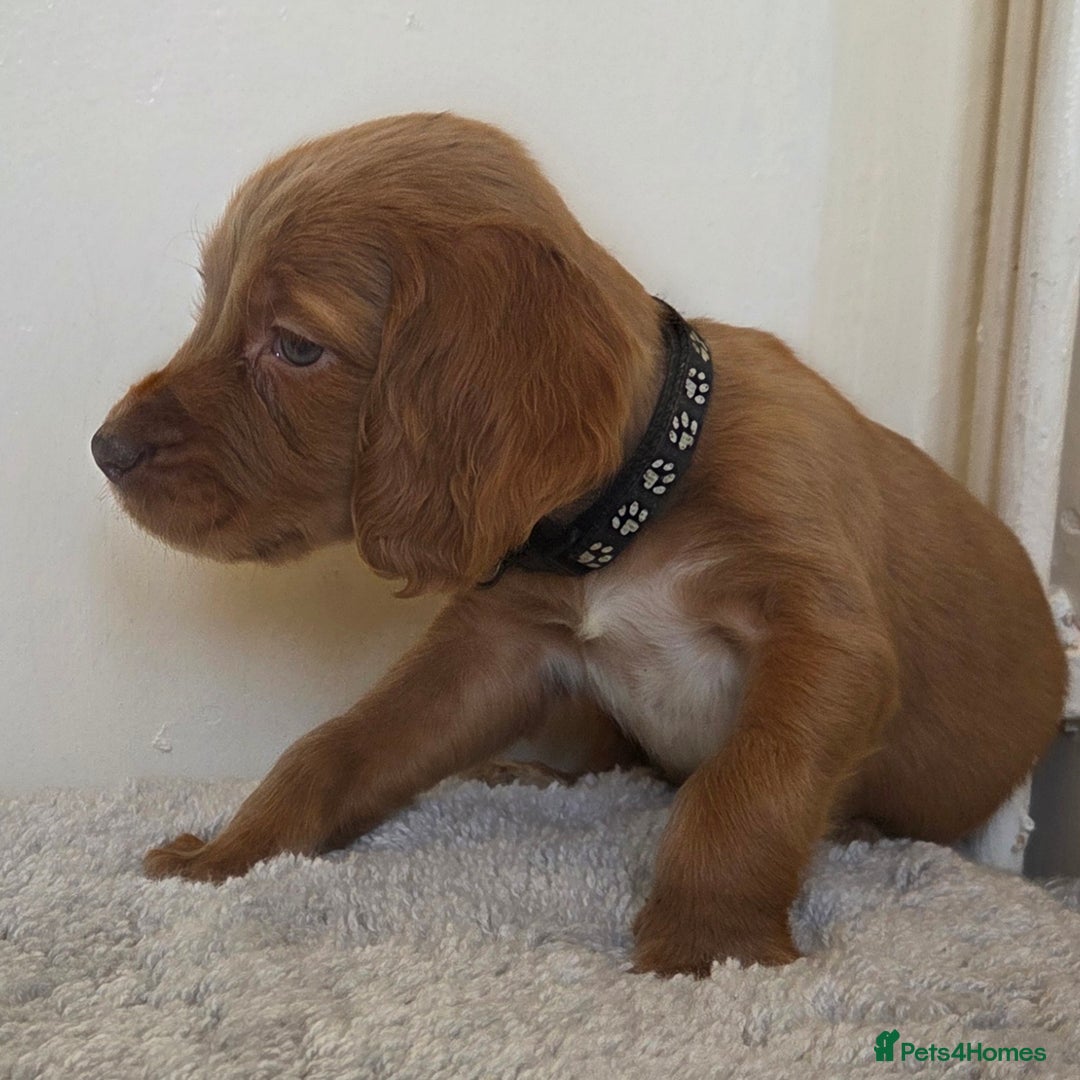 Cocker Spaniel dogs for sale: 6 cocker spaniel pups  - Advert 7