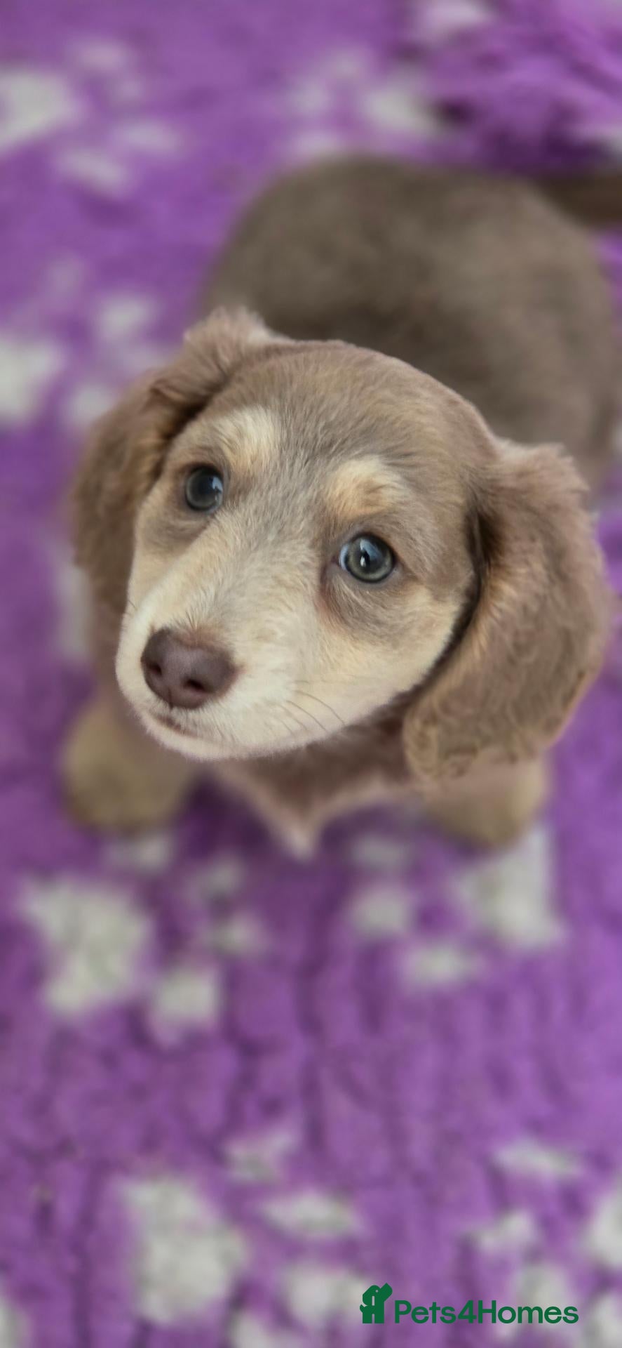 Miniature Dachshund dogs Long haired miniature dachshunds - Advert 6