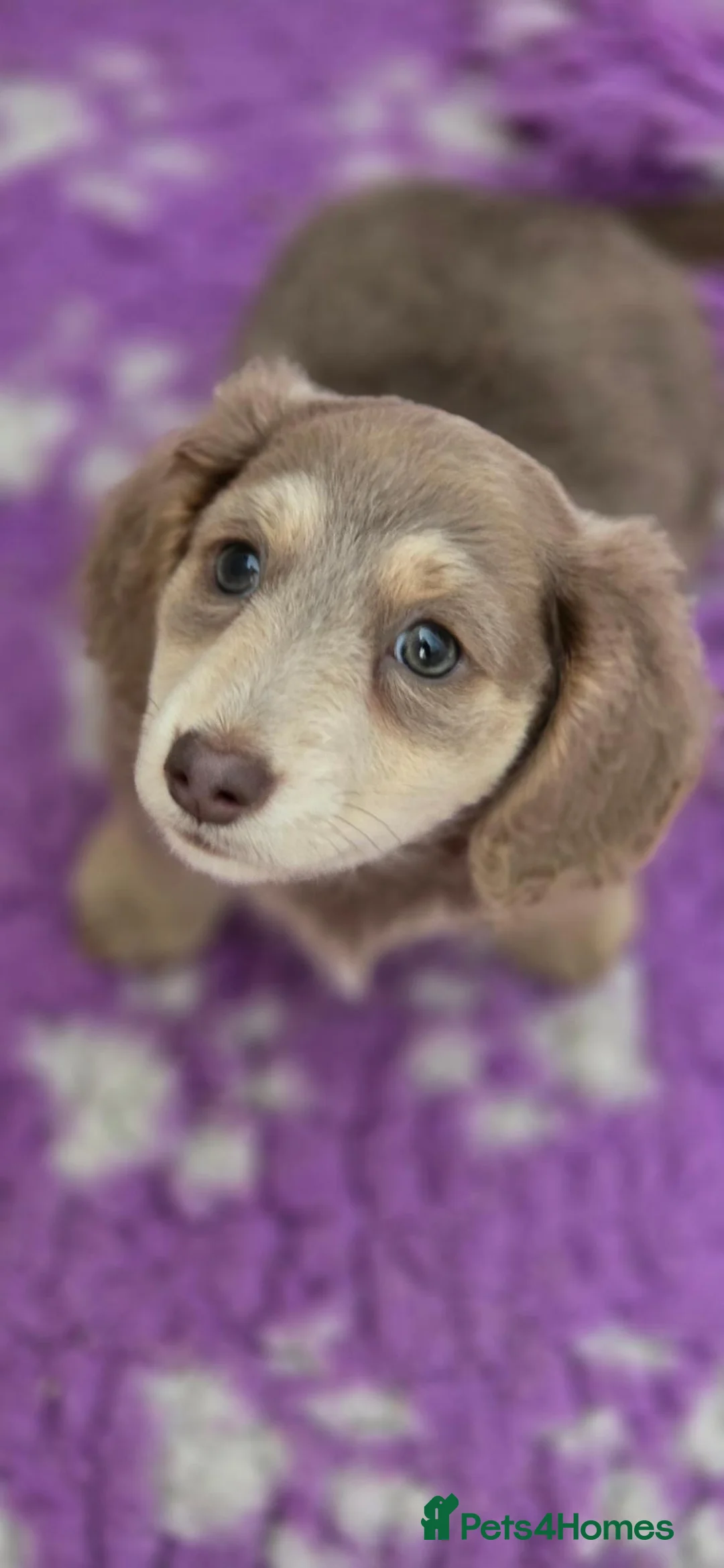 Miniature Dachshund dogs for sale: Long haired miniature dachshunds - Advert 2
