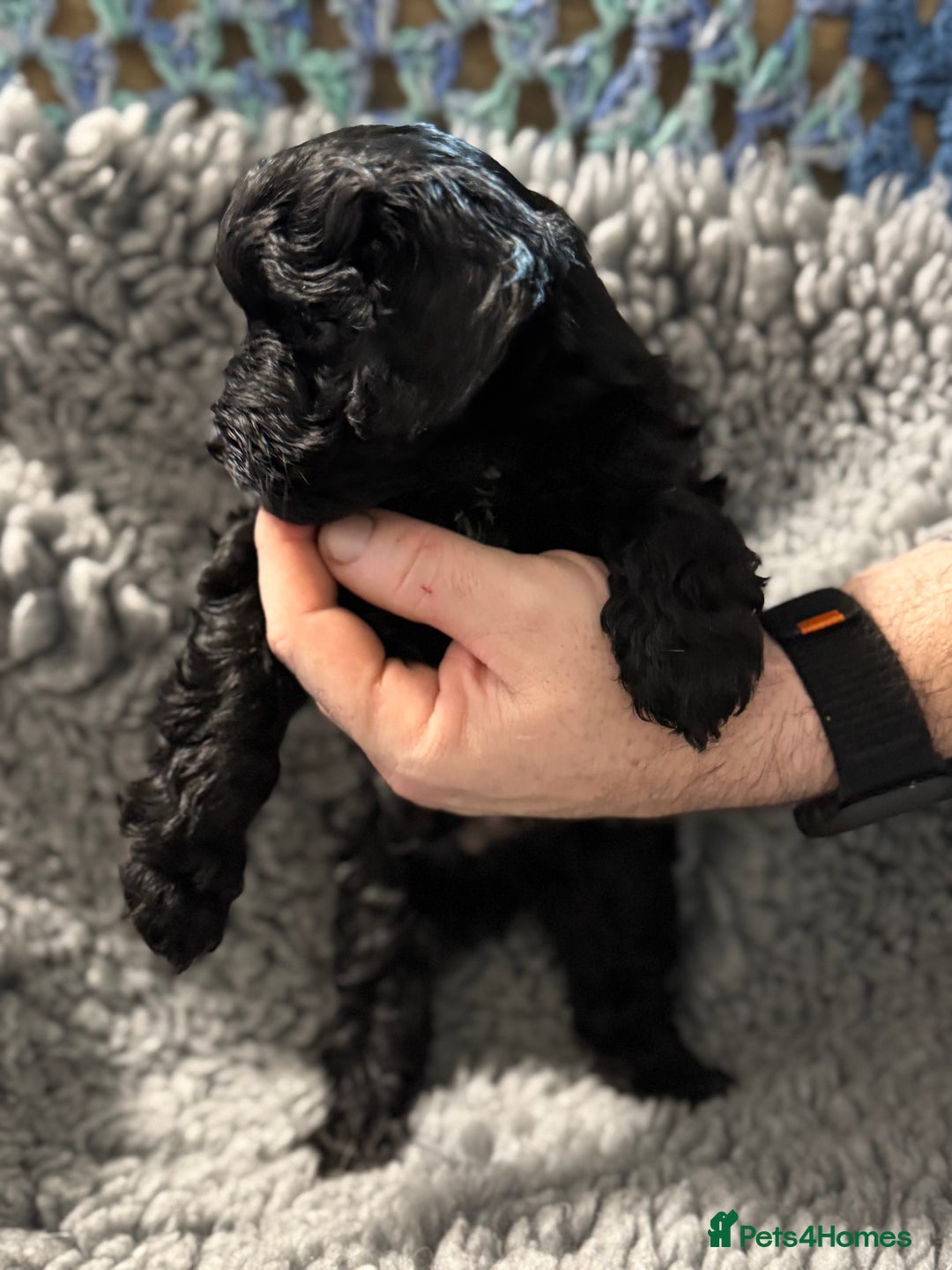Cockapoo dogs for sale: Gorgeous F1B Cockapoo Puppies hypoallergenic  - Advert 12