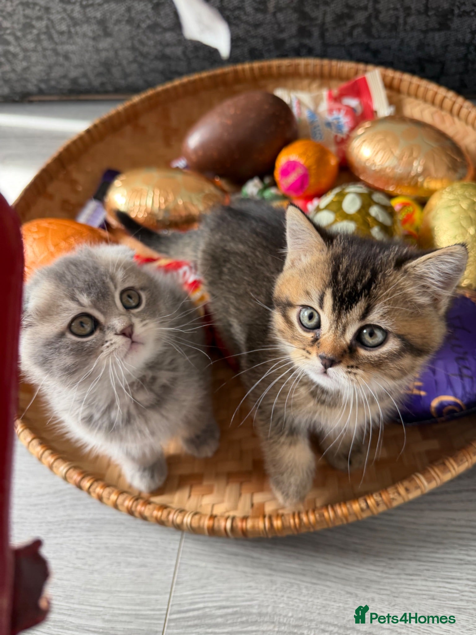 Scottish Fold cats Champion bloodlines Scottish Fold/Straight Kittens - Advert 3
