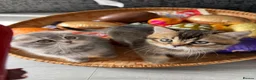Scottish Fold cats for sale: Champion bloodlines Scottish Fold/Straight Kittens - Advert 1