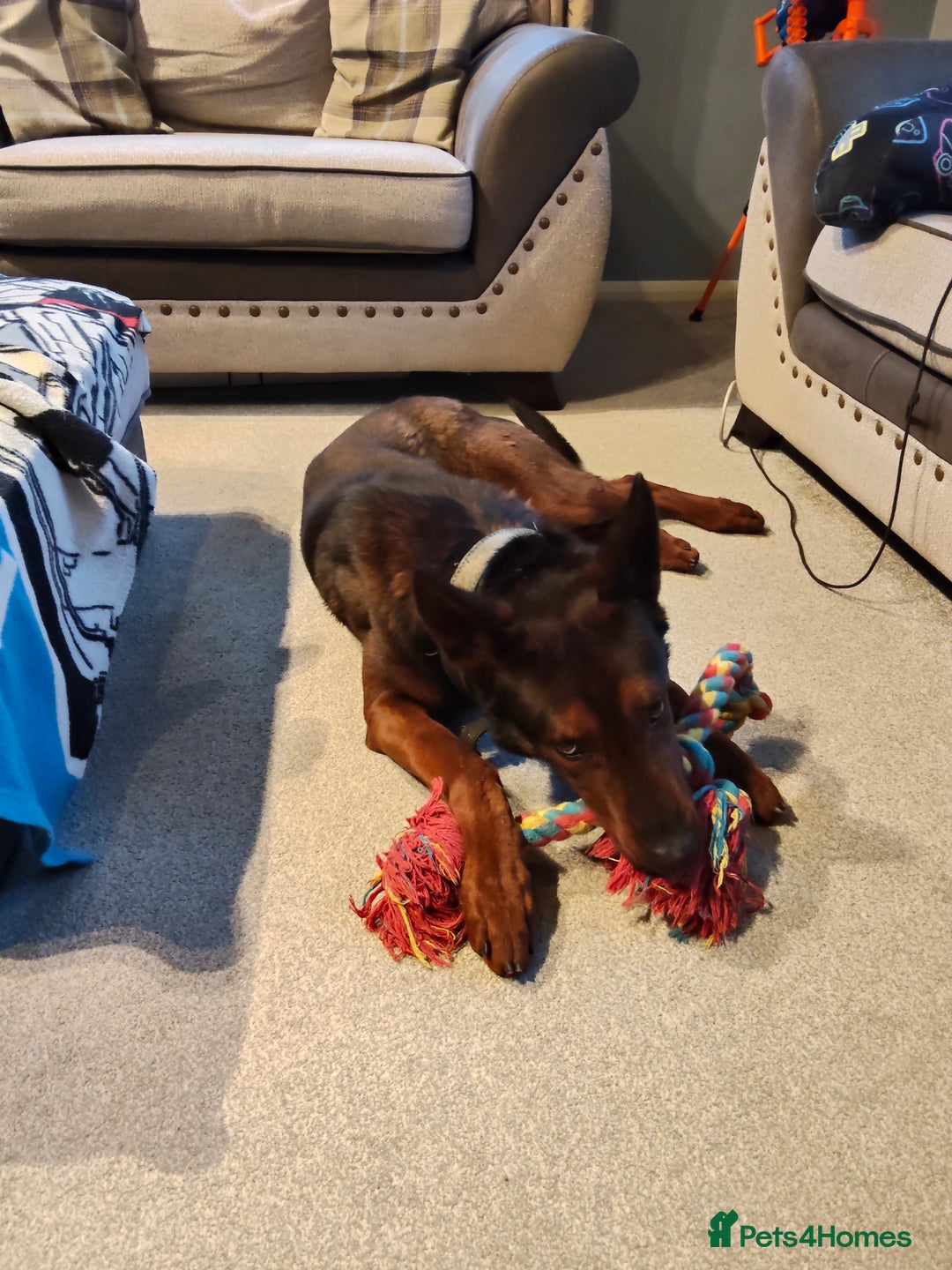 Chinese Red Dog dogs for sale: Looking for a new home. - Advert 5