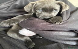 Labrador Retriever dogs for sale: Last of litter K.C Charcoal Labrador girl 9 Weeks - Image 12