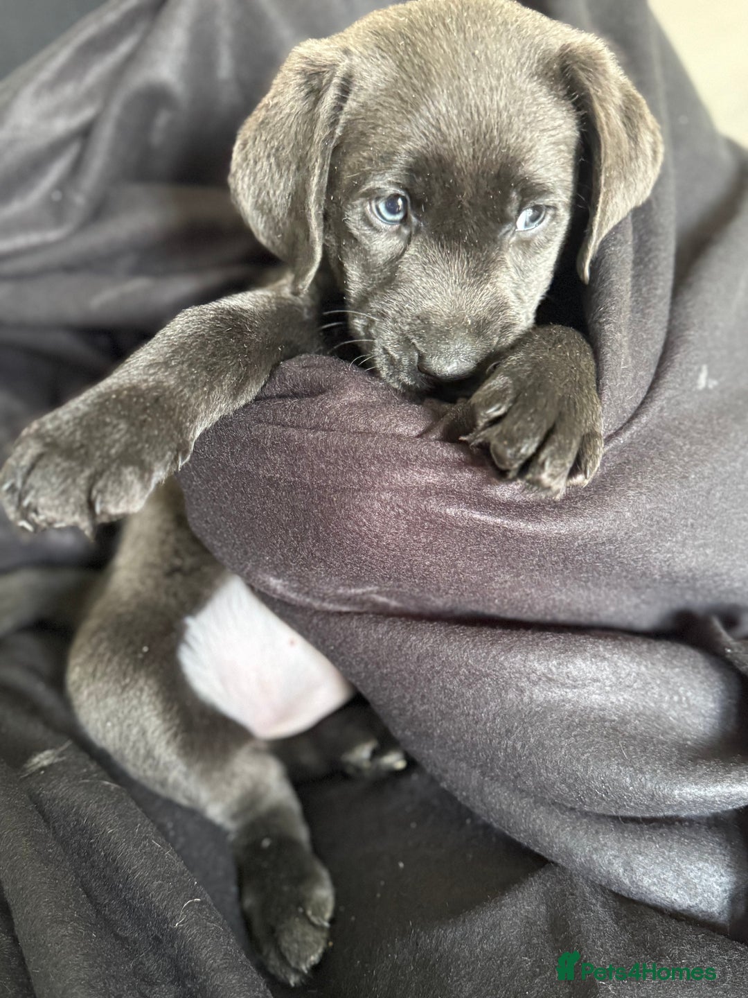 Labrador Retriever dogs for sale: Last of litter K.C Charcoal Labrador girl 9 Weeks - Image 12