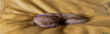 Golden Retriever 4- purple