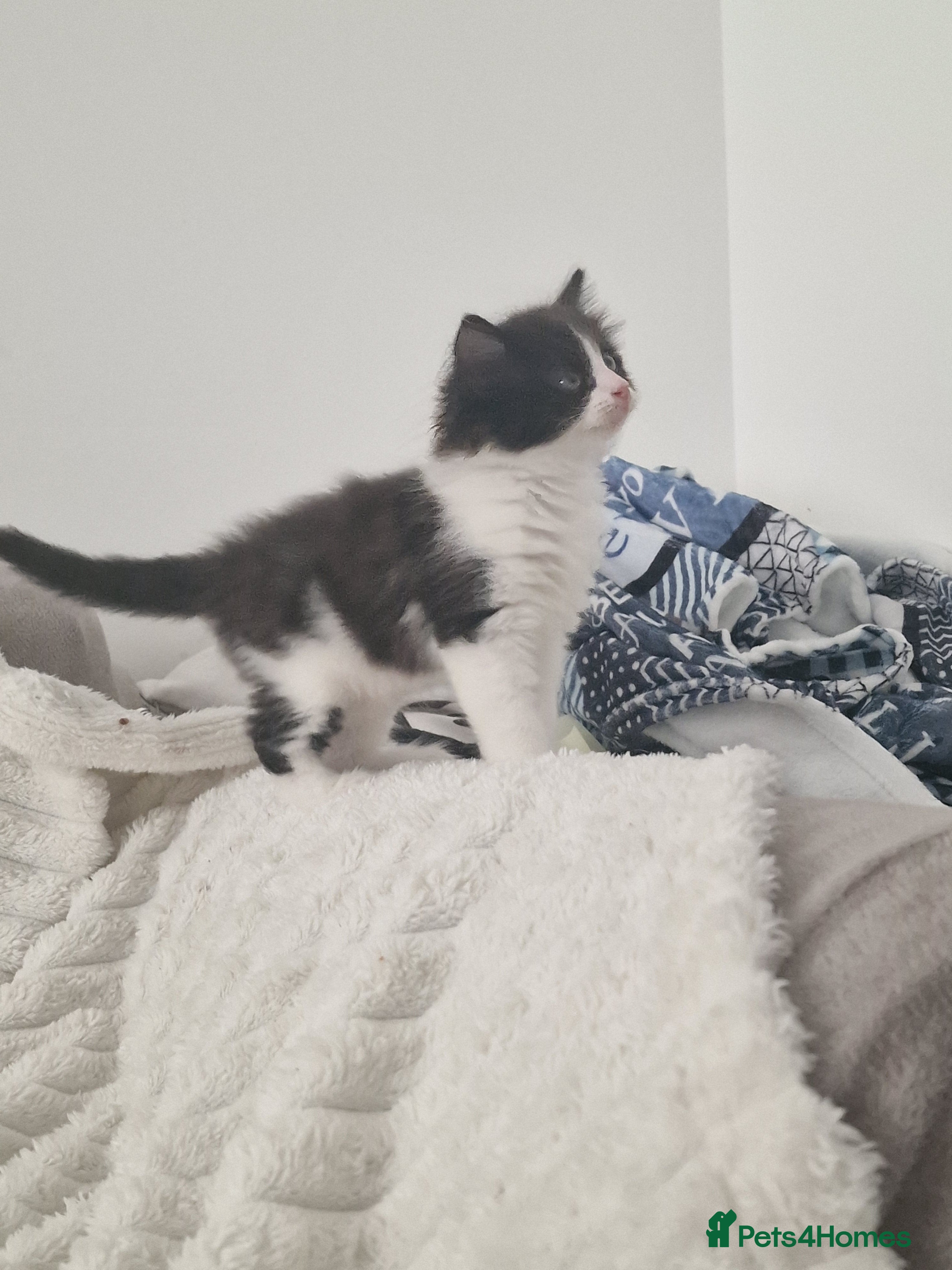 Ragdoll cats Beautiful fluffy kitten ready to leave - Advert 12