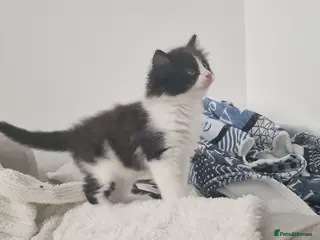 Ragdoll cats Beautiful fluffy kitten ready to leave - Advert 10