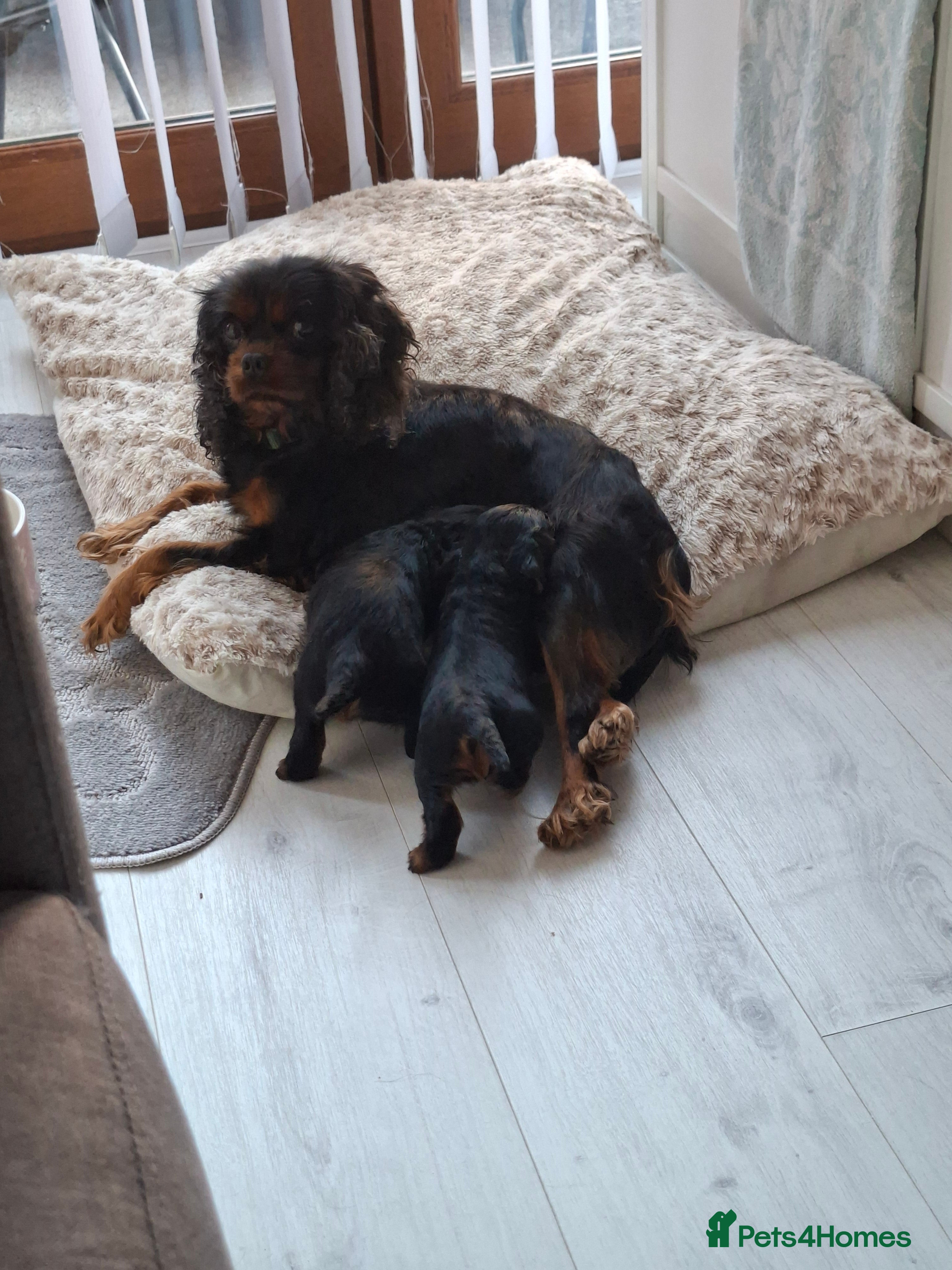 Cavalier King Charles Spaniel dogs 1 girl cavalier king Charles left  - Advert 1