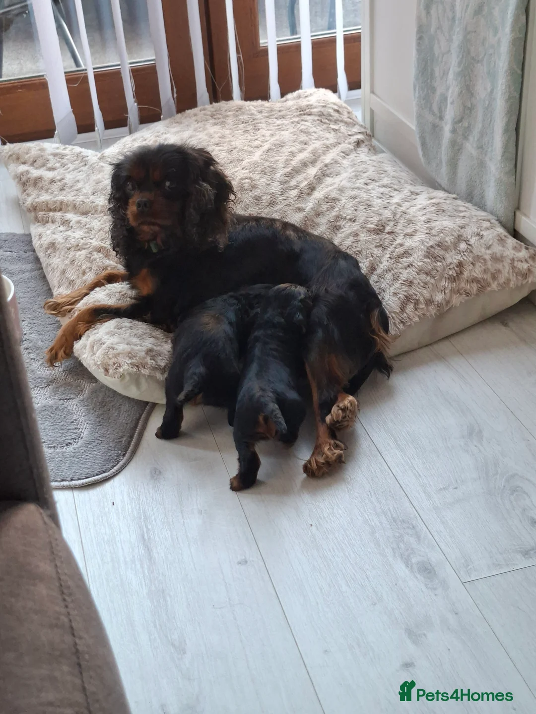 Cavalier King Charles Spaniel dogs for sale: 1 girl cavalier king Charles left  - Advert 1