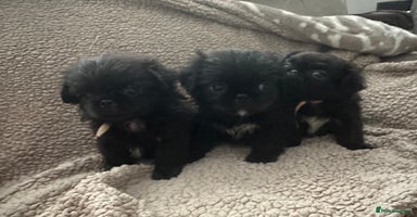 Mixed Breed dogs - Advert 2